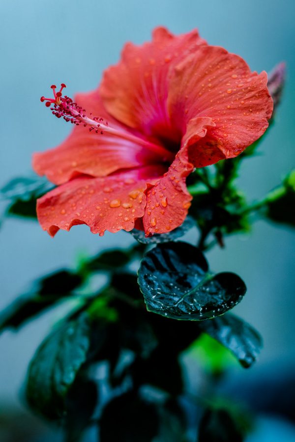 Hibisco rosa